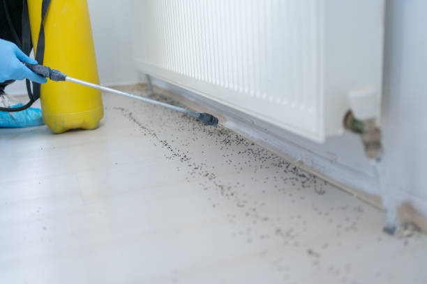 Best Bed Bug Extermination  in Carlin, NV